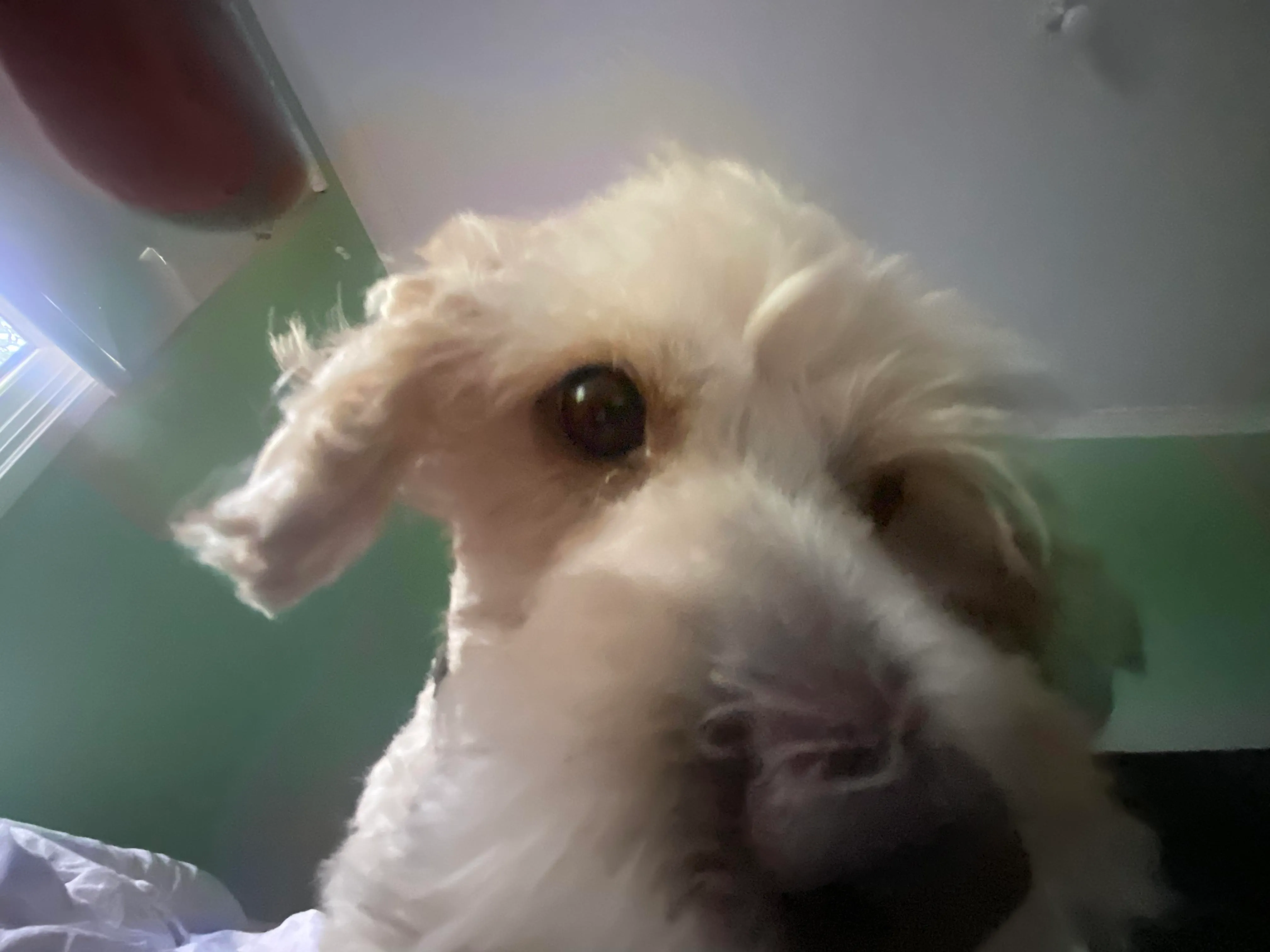 honey snout