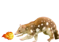 quoll spitting